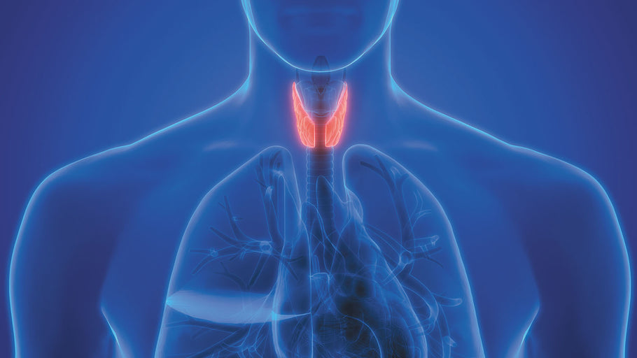 Thyroid Letter